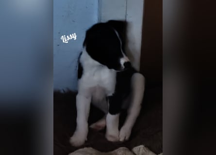 Suchen ab 18.05 2025 ein liebevolles Zuhause