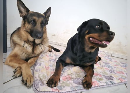 Rottweiler Schäferhund Mischling