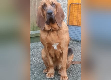 Bloodhound - Chien Saint Hubert