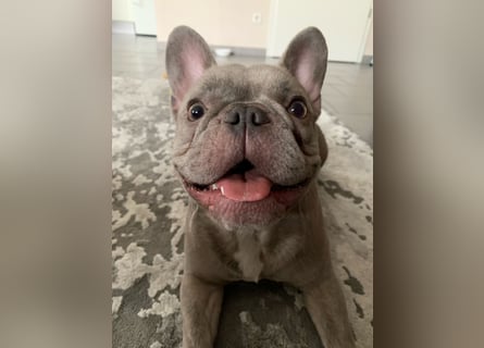 Französische Bulldoggen Welpen