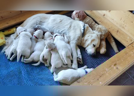 Golden Retriever Welpen