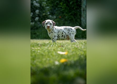 VDH/FCI Dalmatiner Welpe Rüde weiß-braun