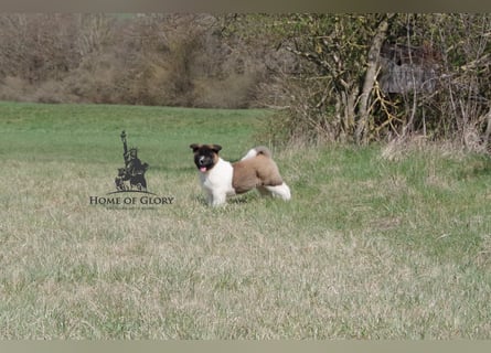 Echter reinrassiger American Akita Hündin