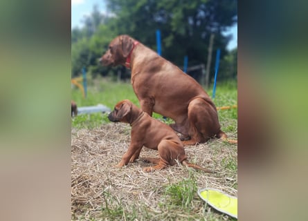 Szczeniaki  Rhodesian Ridgeback/ Pies/Suka Rhodesian Ridgeback/ welpen rhodesian