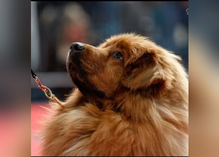 Do khyi Tibetischer Mastiff