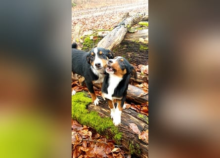 Appenzeller Sennenhund