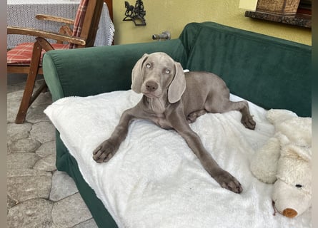 Weimaraner-Mix Welpen aus liebevoller Verpaarung – 12 kleine Wunder suchen ihr Zuhause