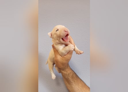 Miniatur Bullterrrier Welpe Rüde