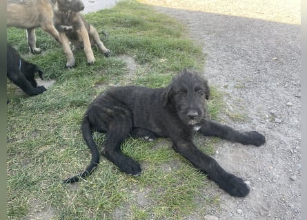 Irische Wolfshunde/ Irish Wolfhound Welpen