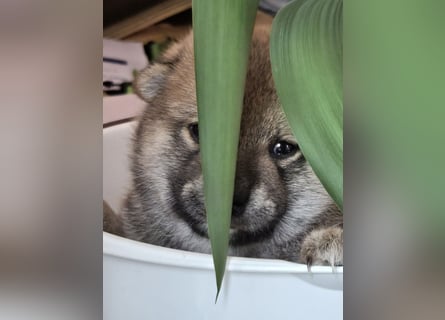 Shiba inu Welpen.   vom Haus Joe   ,Liebhaberzucht