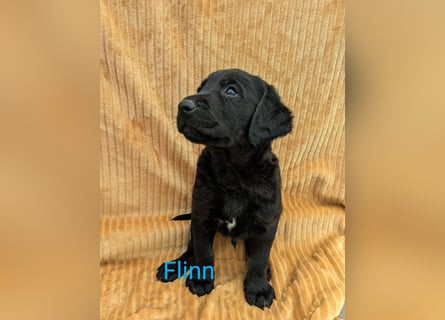 Wunderschöne Labrador Welpen