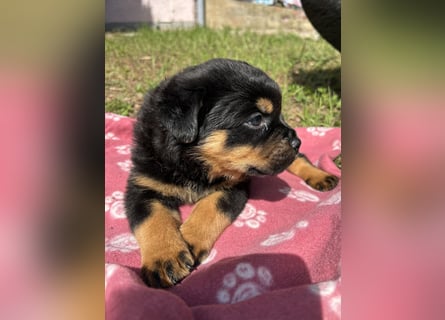Reinrassige Rottweiler Welpen , Sportliche leistung Zucht