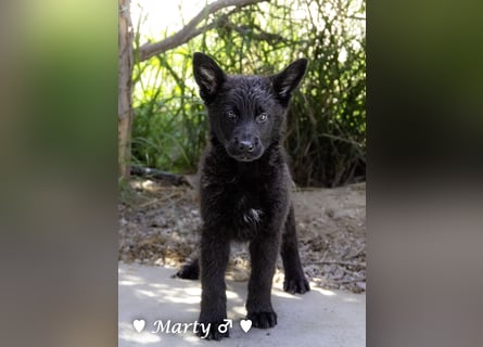 Vier wunderschöne Schäferhundmischlinge suchen ein Zuhause