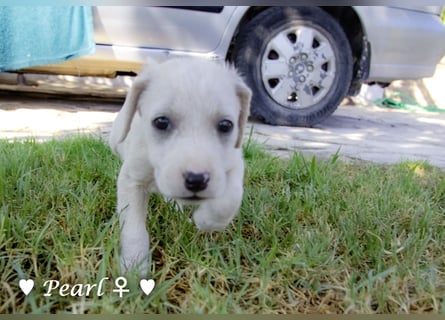 Biscuit, Casper, Pearl, Lily und Dove  suchen ihre Familie ab Oktober