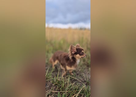 Chihuahua Rüde 