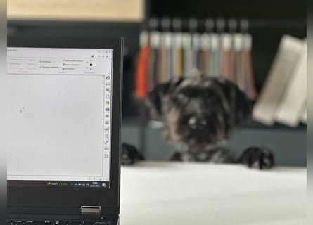 "Pumi“ – junge Schnauzer-Pumi-Mix Hündin sucht ländliches Zuhause
