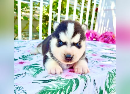 FCI Pedigree Blue Eyed Black & White Siberian Husky Champion Puppy