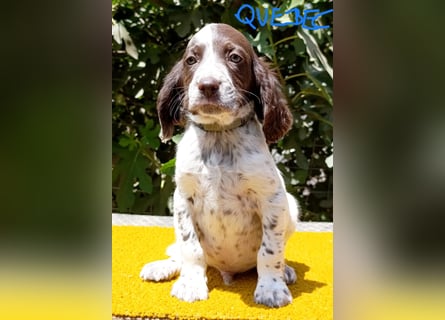 English setter Welpen (3 Rüden, 2 Hündinnen)