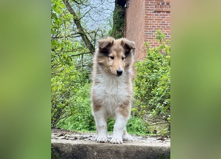 Colliewelpe im amerikanischen Typ