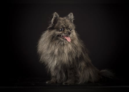 Liebevolle Zwergspitz Pomeranian Zucht