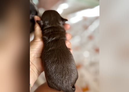 Wir haben aktuell Welpen. 2 Chihuahua Mädels