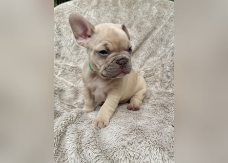 Sportliche Gesunde Französische Bulldoggen aus seriöser Familienzucht!