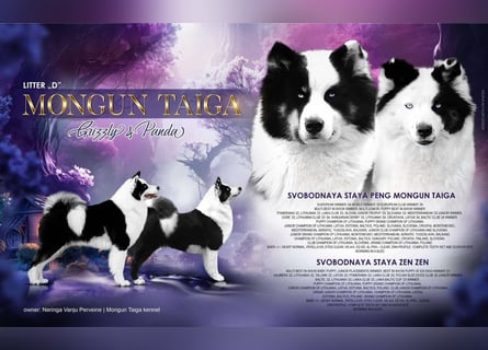 Yakutian laika / Yakutskaya Laika puppies