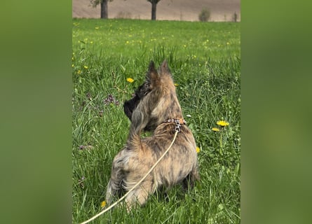 Lustige Kobolde / Cairn Terrier suchen ein Zuhause