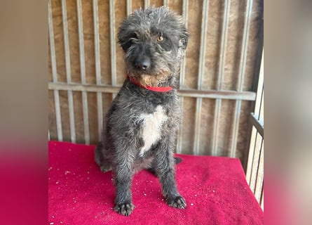 ❤️ kuschelige Familienhündin TAMI - 2 Jahre, 45cm/14kg - Schnauzer-Pumi-Mix ❤️