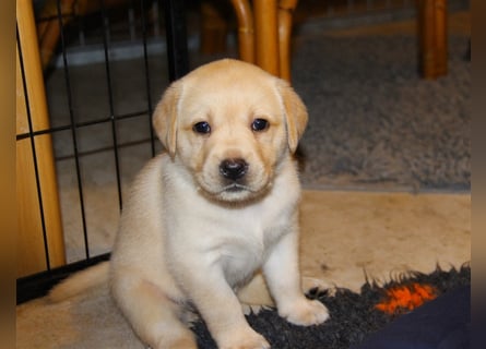 Unsere bildhübschen, vitalen Labradorwelpen sind gelandet!