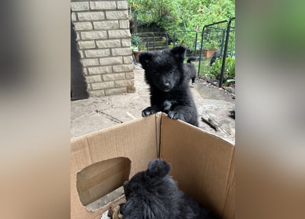 Spitz-Welpen aus liebevoller Hobbyzucht - Großspitz schwarz und grau - Deutsche Spitze