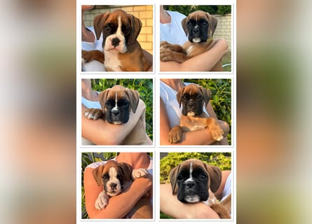 Boxerwelpen aus vorzüglicher Verpaarung