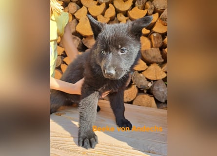 DSH Deutscher Schäferhund - Welpen lackschwarz