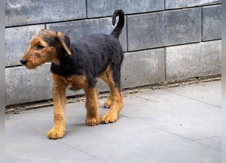 Airedale Terrier Welpe
