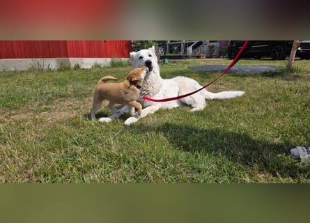 Shiba inu Welpen.   vom Haus Joe   ,Liebhaberzucht