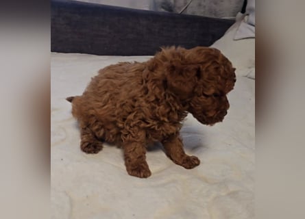 Tiny Asiatische Püppchen Toypudel Welpen