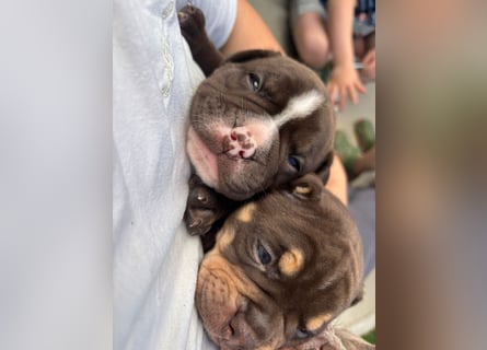 Exotic Bully Bulldog OEB Welpen Bulldogge