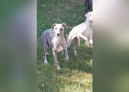 Whippetrüde - blaugestromt - bildschön und sehr lieb - sucht tolles Zuhause