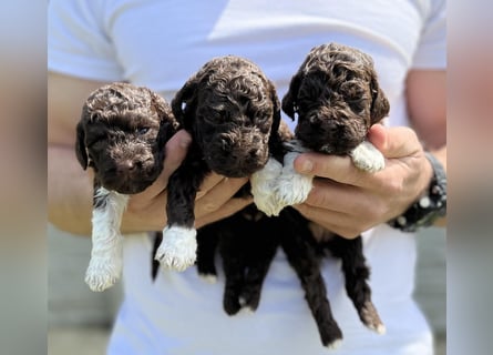 Lagotto Romagnolo, Welpen von ausgezeichneter Qualität