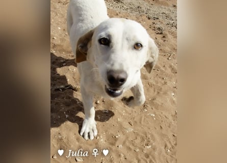 Julia, sehr kinderfreundliche Kokonidame, sucht ein Zuhause