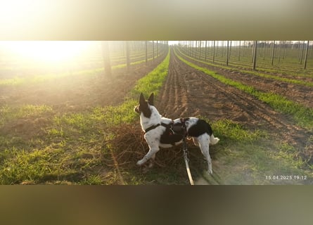 Oreo wartet in der Nähe von München