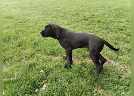Deutsche Dogge Welpen