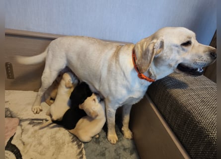 Wir haben ab 05.04. Reinrassige Labrador Welpen abzugeben