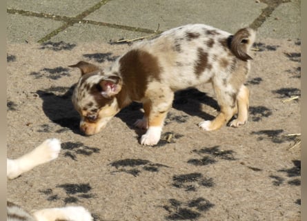Rüde in choco-merle