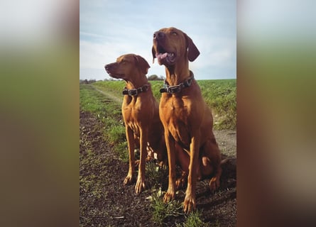 Magyar Vizsla Wurfankündigung