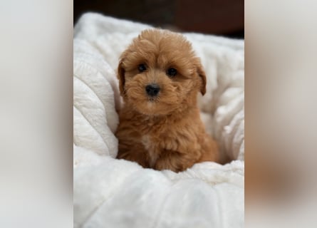 Maltipoo Malteser Toy Pudel Mix Welpen
