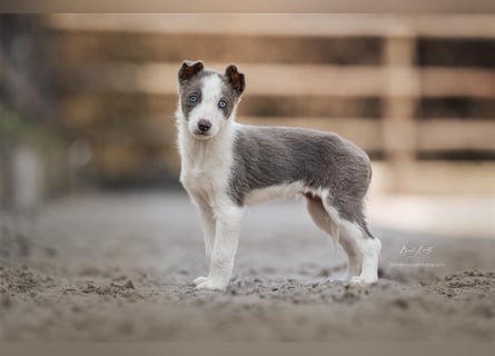 Border Collies