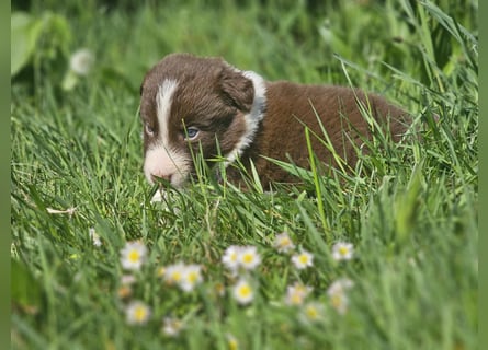 Border Collie Welpen -  Rüden und Hündin