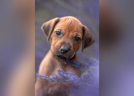 Rhodesian Ridgeback Welpen mit FCI-Ahnentafel