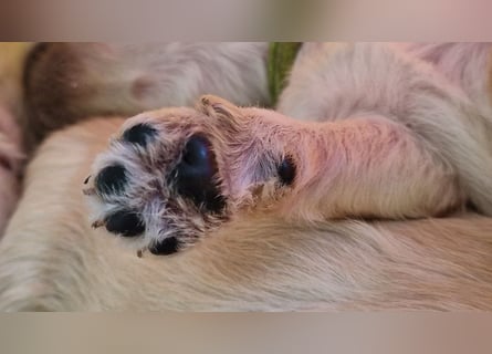 Labradoddle F1